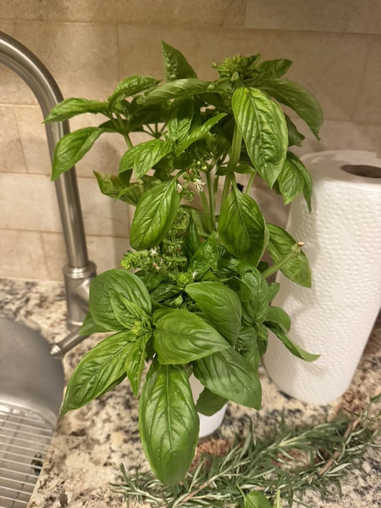 61ECC5B5-9E4F-4567-B07C-A2E91E866D5C_1_105_c