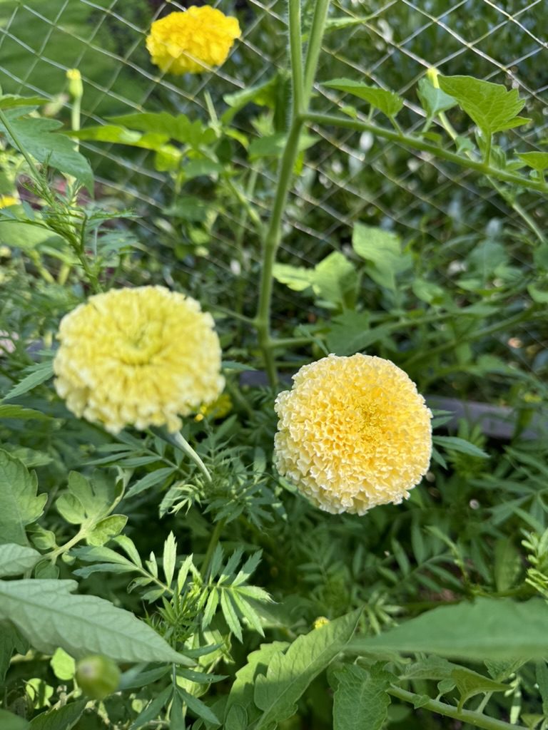 8A1CB0AC-8AD2-4B38-9A2F-1DF3CE0C2987_1_105_c