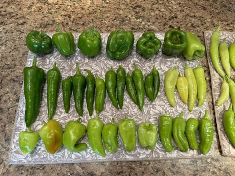 AE78F315-3D55-4AE2-8C3D-FBA687D52599_4_5005_c