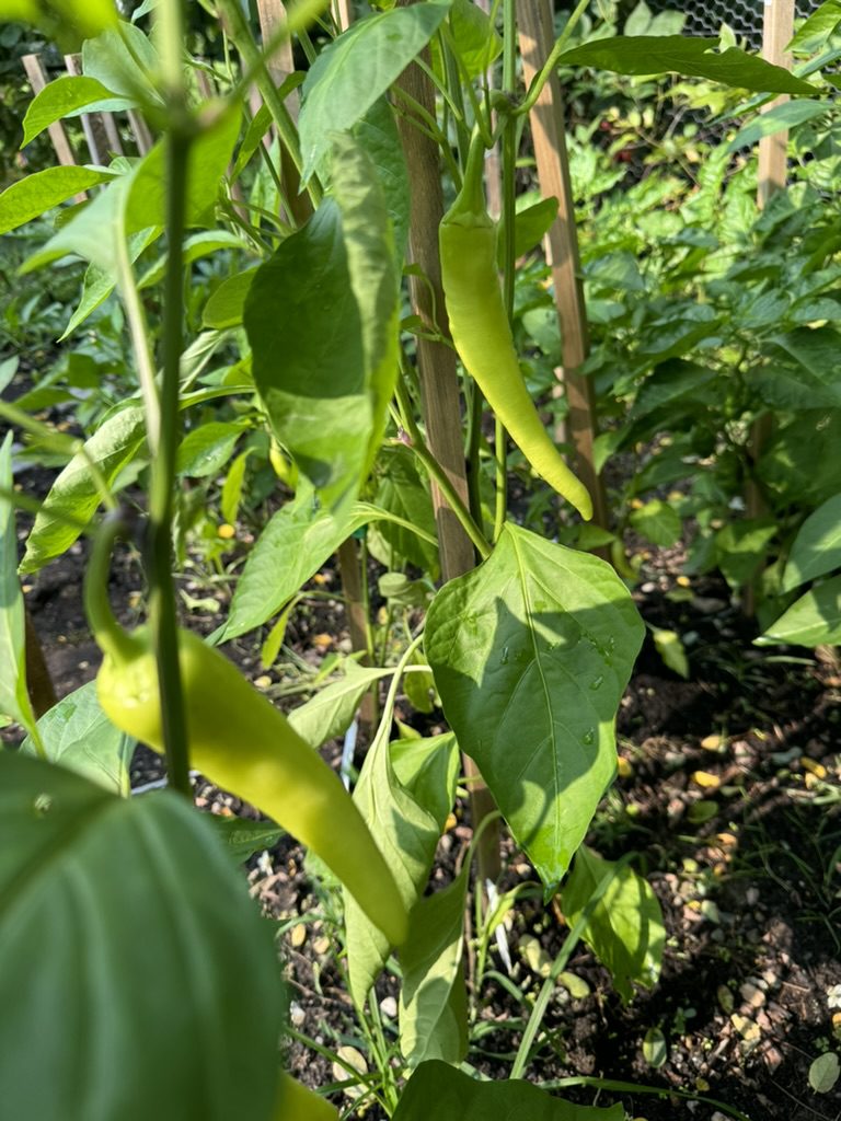 BA17F695-16C3-408F-8EA8-5D01D214D387_1_105_c