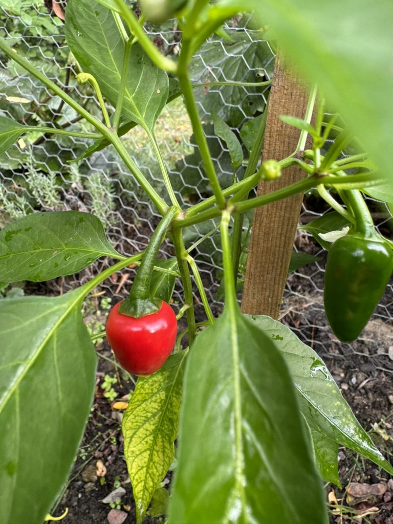 C767BFDD-58DA-411D-9E42-AB30101CB817_1_105_c