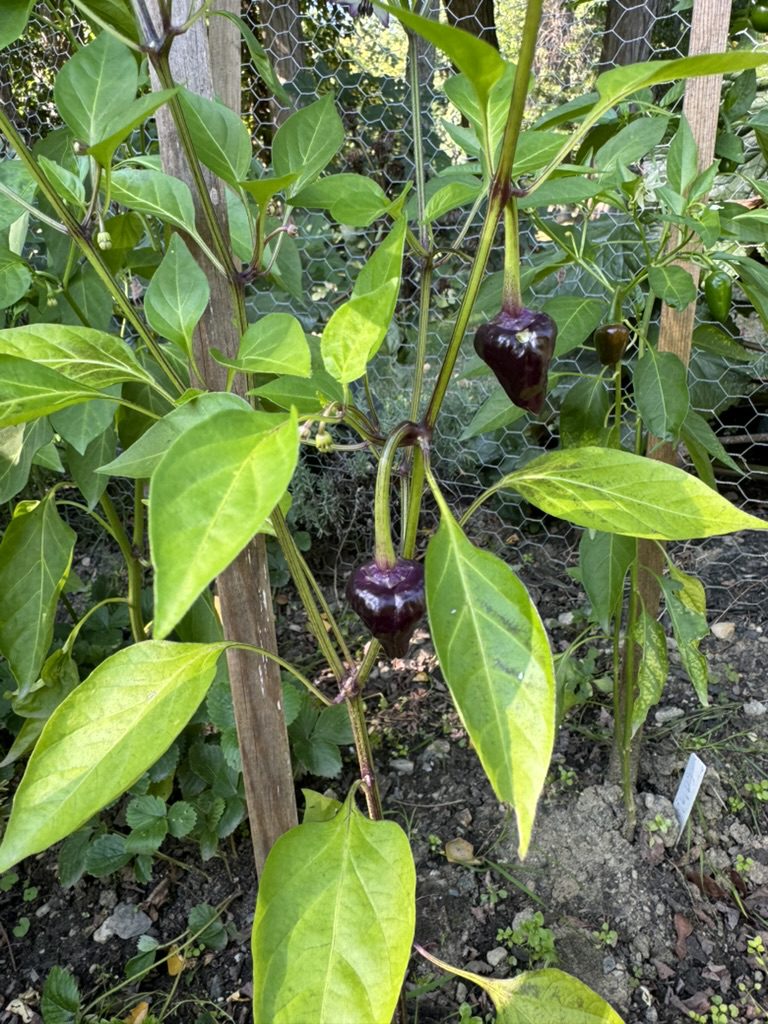 D86A96A3-E421-47A7-8D81-91CB0F36F38C_1_105_c