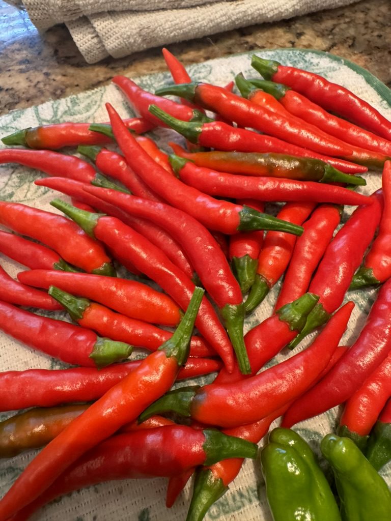 E78DAFD7-B814-421B-8B68-13C76B95031D_1_105_c