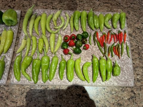 ECE63838-3FEA-4DE1-A59C-6FE9D413EA39_4_5005_c