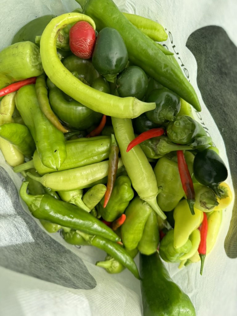 F5AC993A-018D-48AE-9FE0-6F3391AB3267_1_105_c