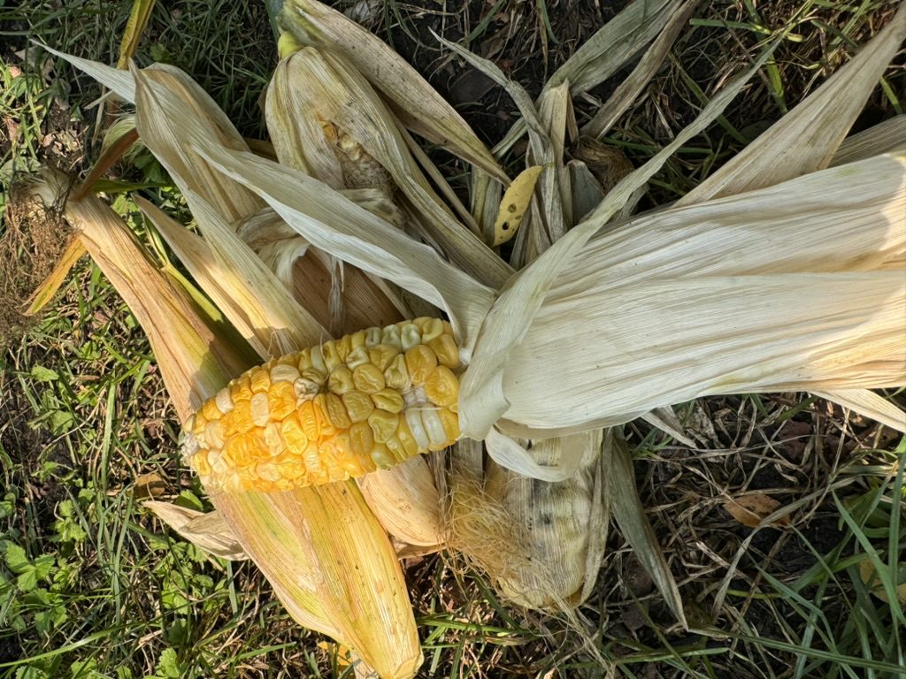 F7A36F38-FDD6-4604-A715-503AE4C38CC2_1_105_c