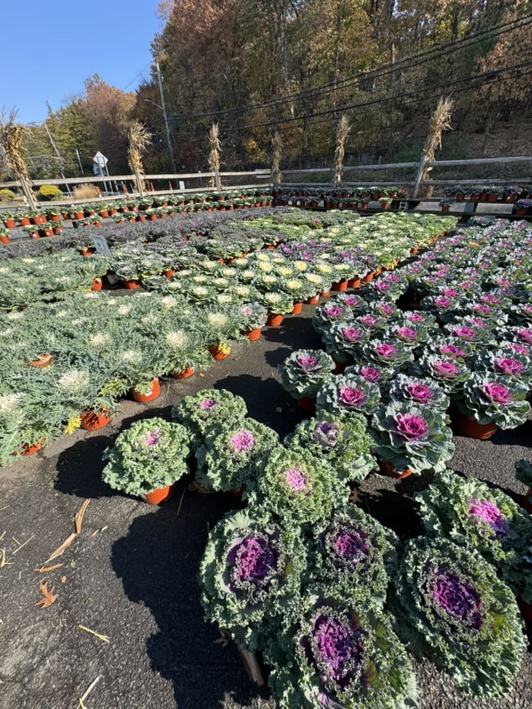 78A10FDA-B74B-468E-AA40-FCF86B7258BC_1_105_c