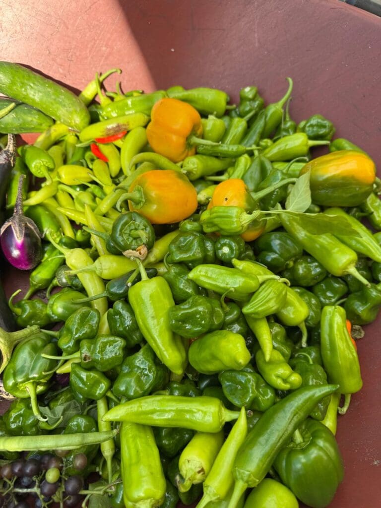 photo_10_2024-10-09_18-15-57