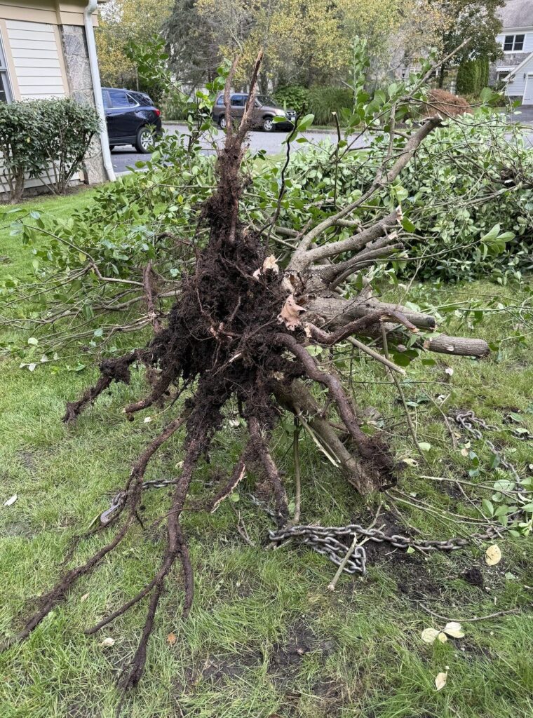 Screenshot 2025-10-25 at 10.52.49 AM